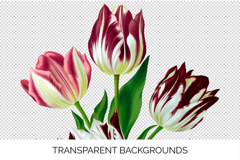 tulip-clipart