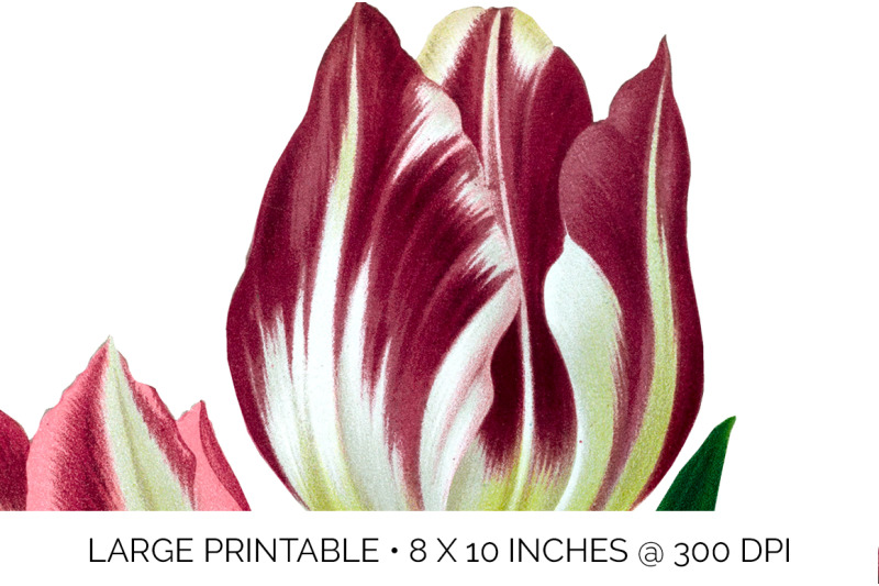 tulip-clipart