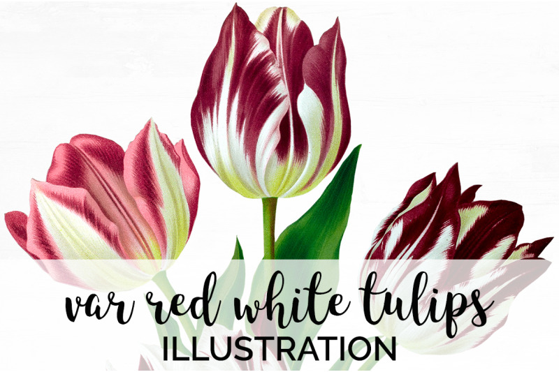 tulip-clipart