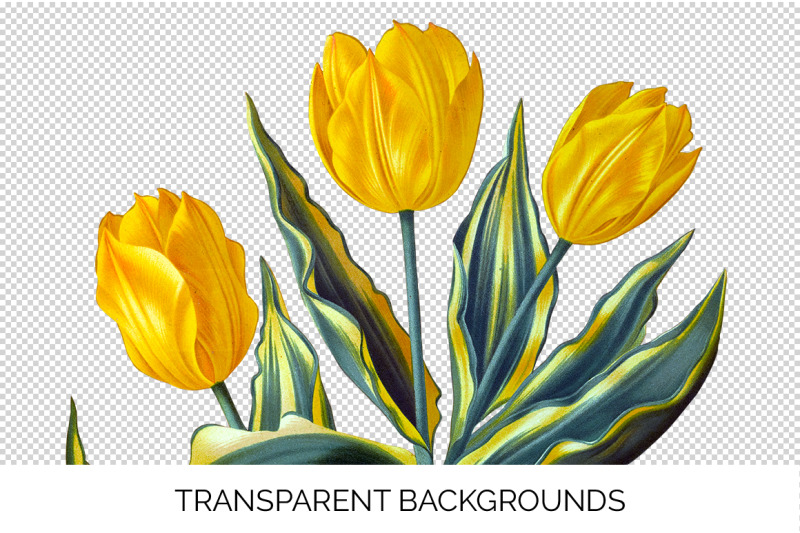 tulip-clipart