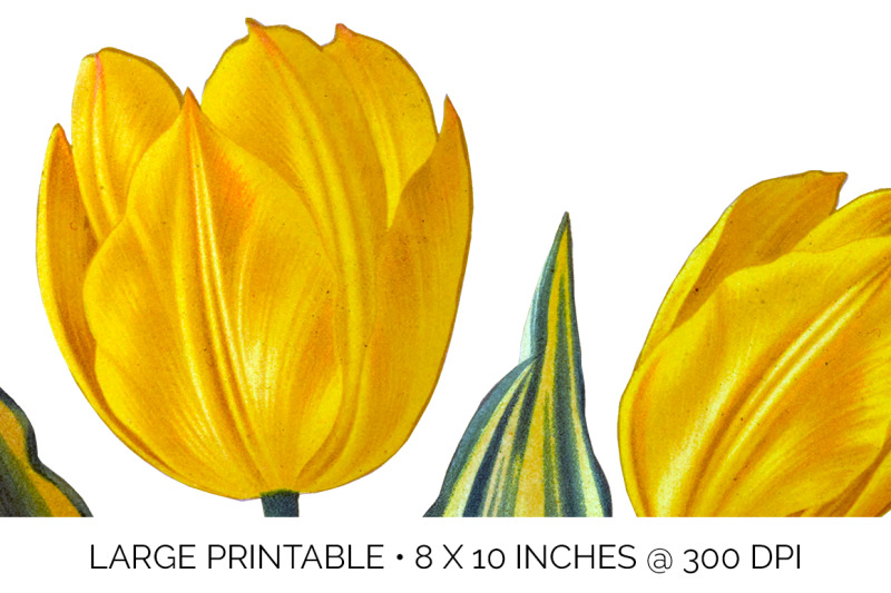 tulip-clipart