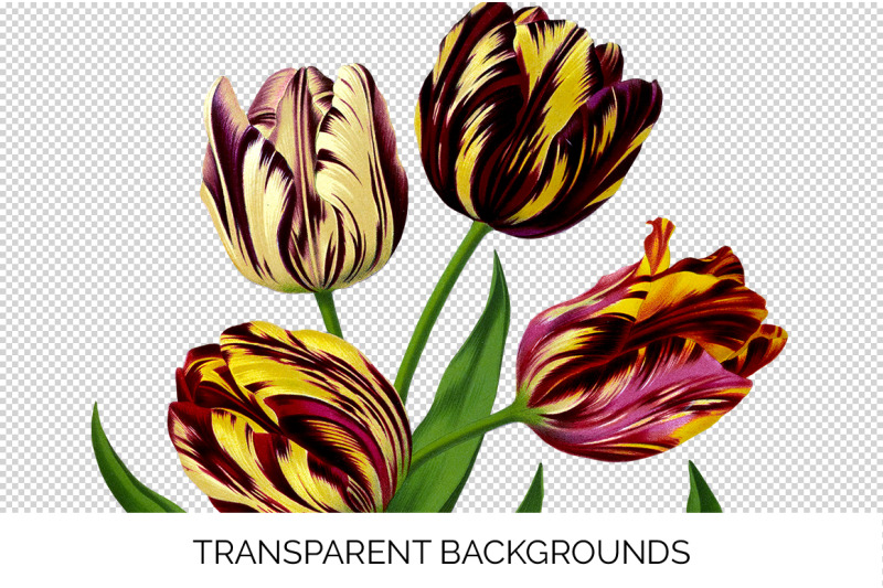 tulip-clipart