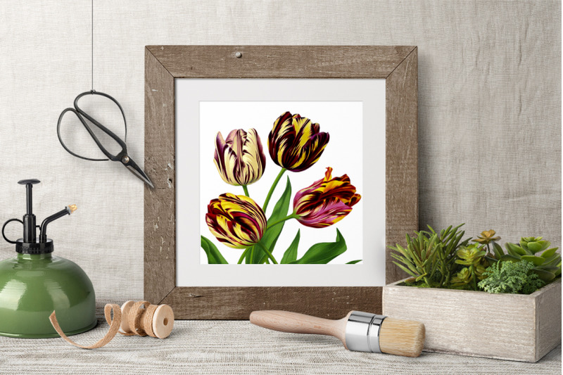 tulip-clipart