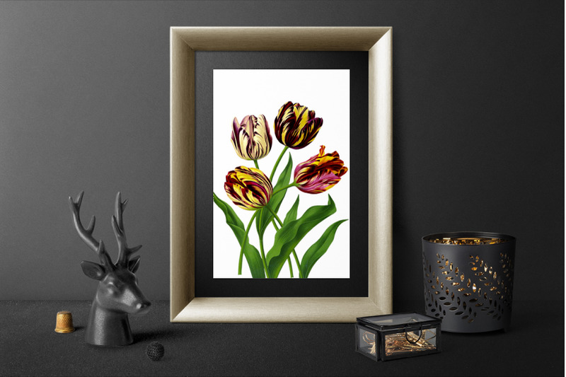 tulip-clipart