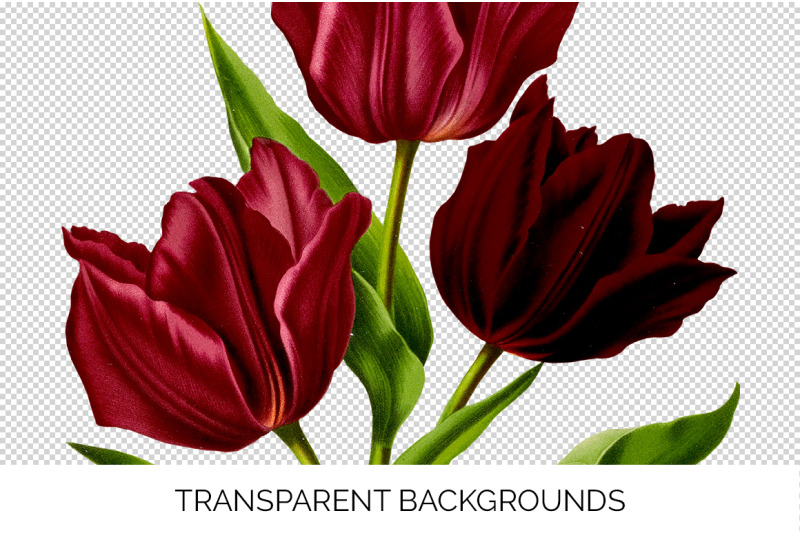 tulip-clipart