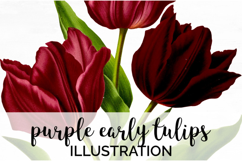 tulip-clipart