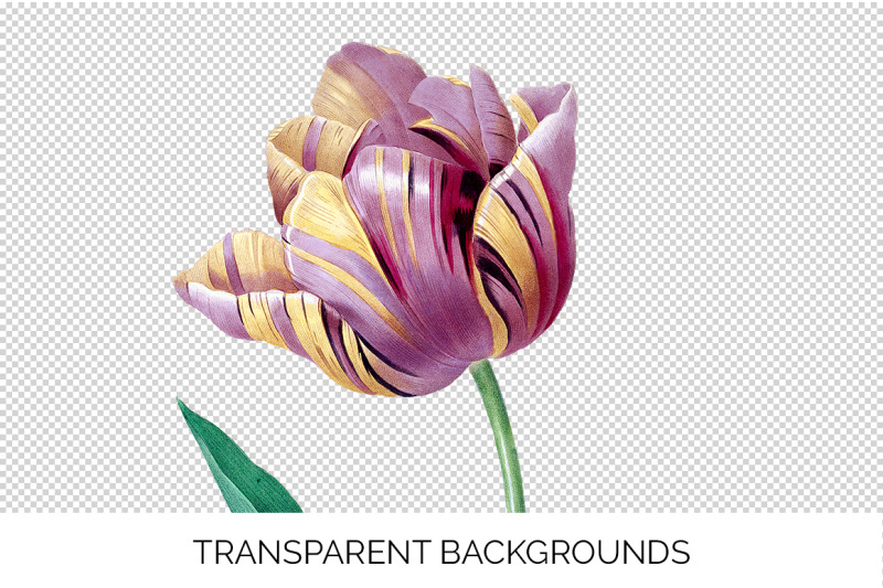 tulip-clipart