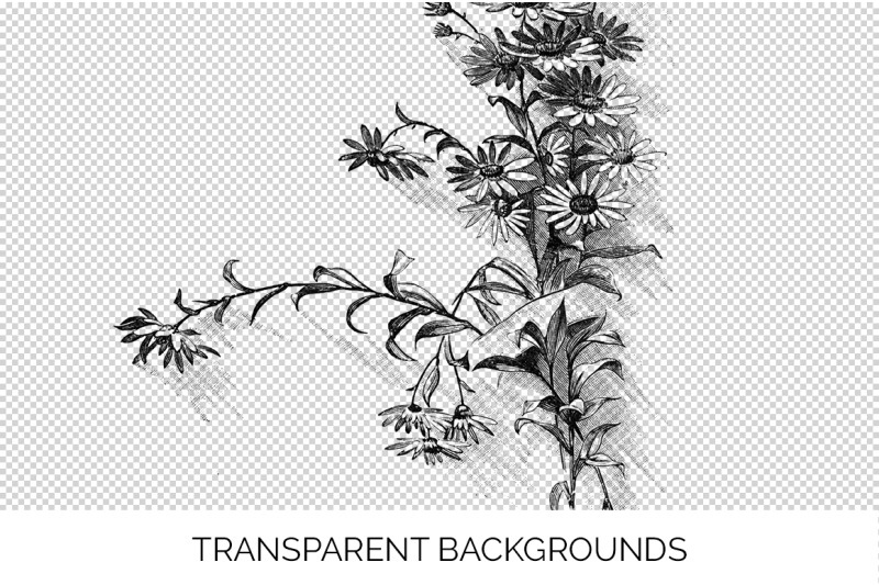 aster-black-and-white-clipart