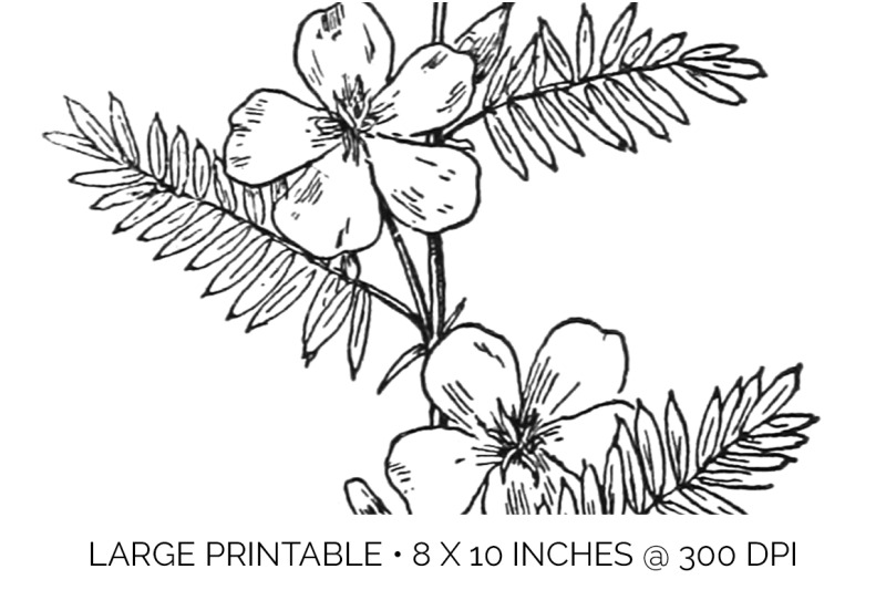 flowers-black-and-white-clipart