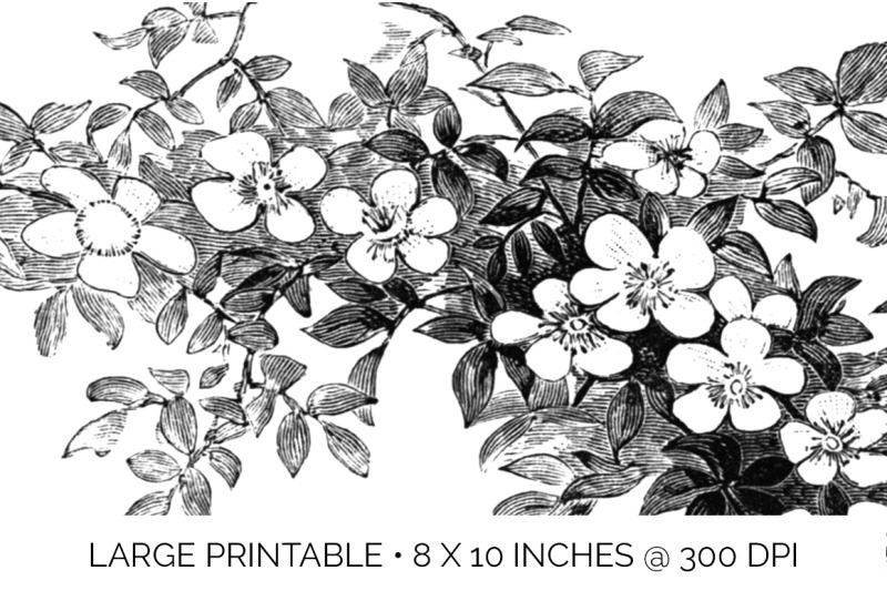 flowers-black-and-white-clipart