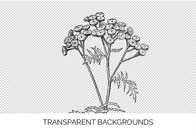 flowers-black-and-white-clipart