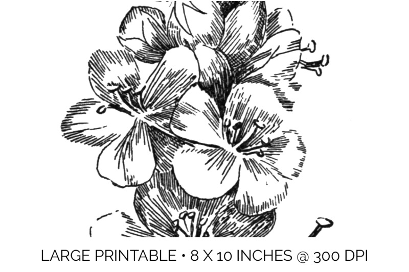 flowers-black-and-white-clipart