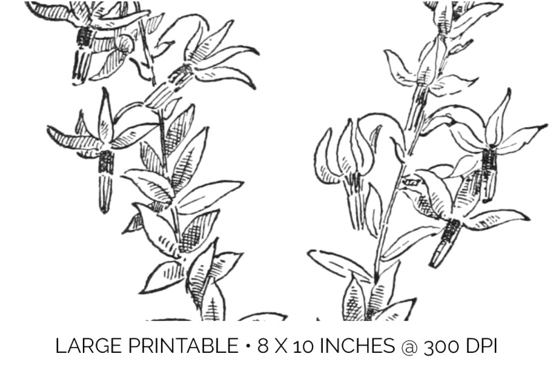 flowers-black-and-white-clipart