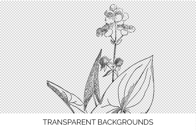 flowers-black-and-white-clipart