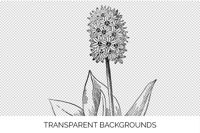 flowers-black-and-white-clipart