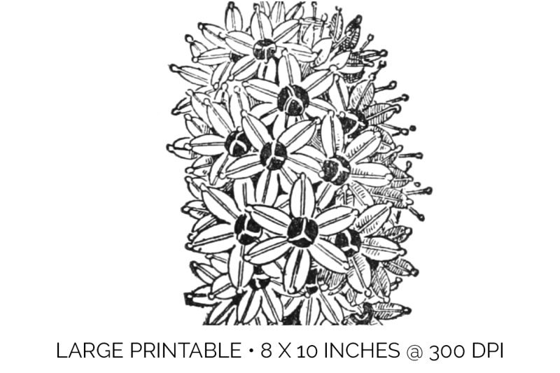 flowers-black-and-white-clipart