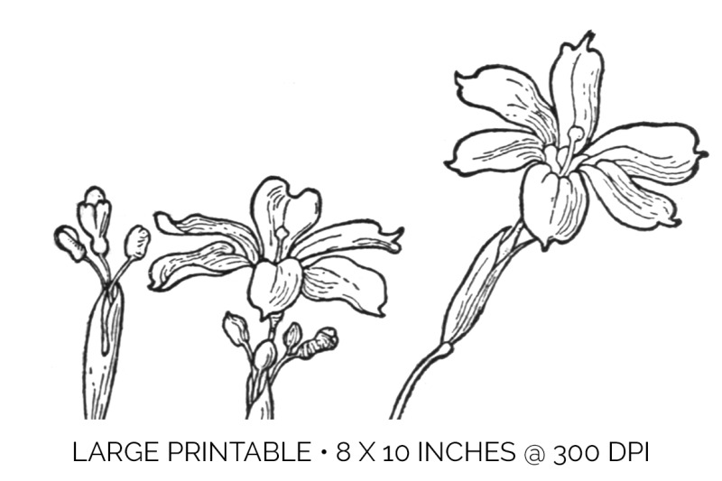 flowers-black-and-white-clipart