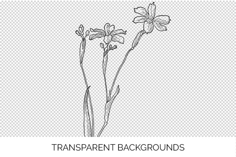 flowers-black-and-white-clipart