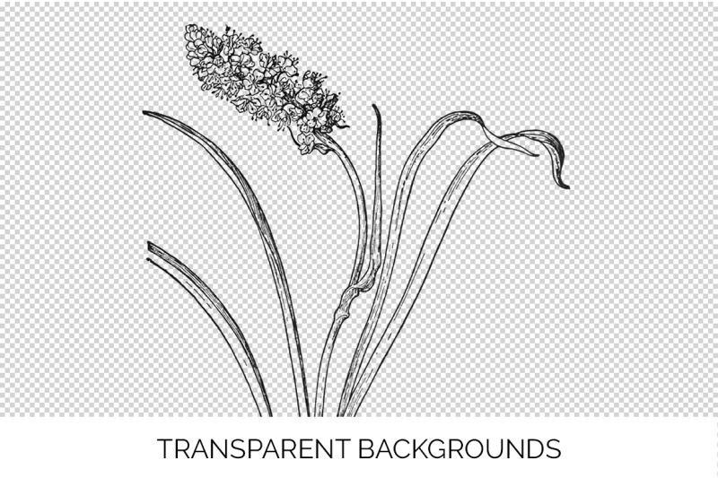 flowers-black-and-white-clipart