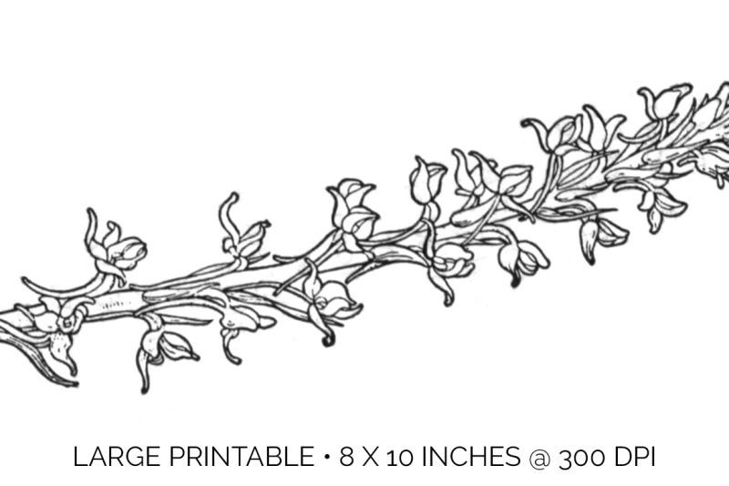 flowers-black-and-white-clipart