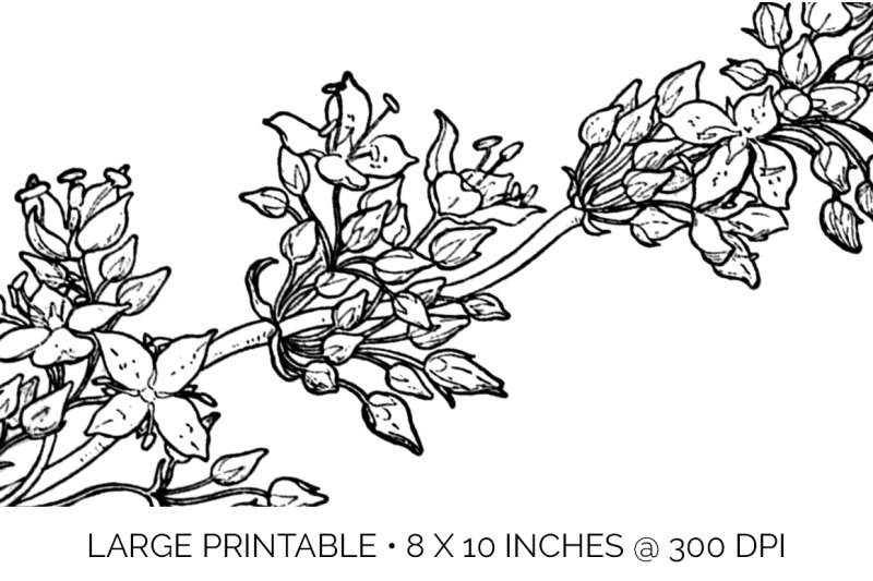 flowers-black-and-white-clipart