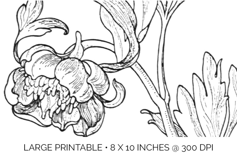 peonies-clipart-black-and-white-flowers