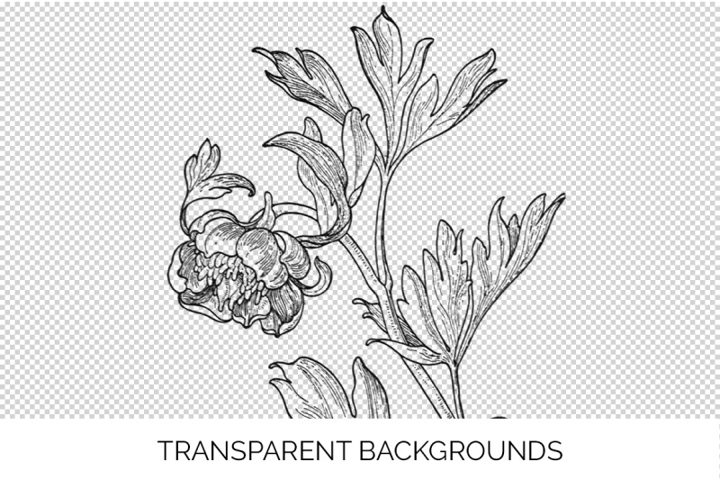 peonies-clipart-black-and-white-flowers