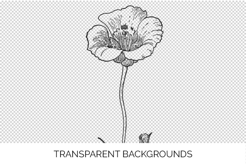 tulip-black-and-white-clipart