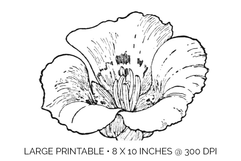 tulip-black-and-white-clipart