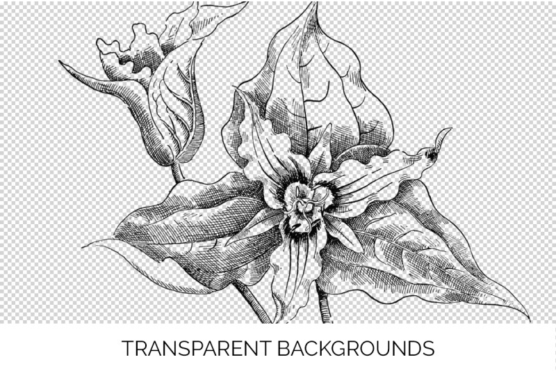 flowers-black-and-white-clipart