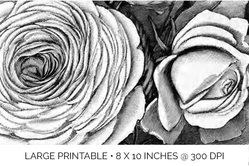 rose-black-and-white-clipart