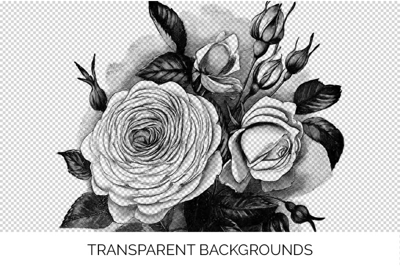 rose-black-and-white-clipart