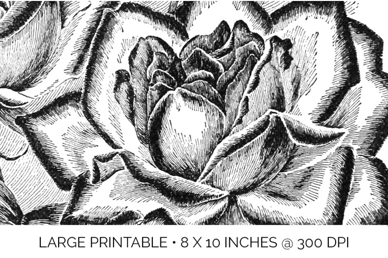 rose-black-and-white-clipart