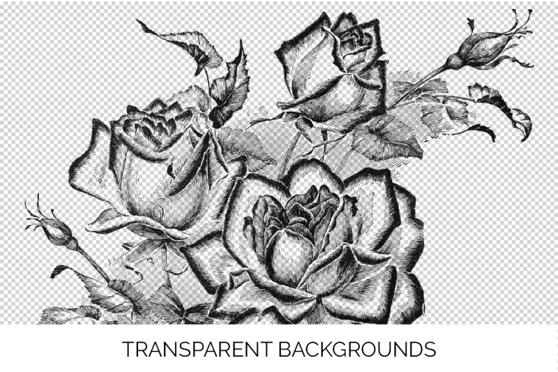 rose-black-and-white-clipart