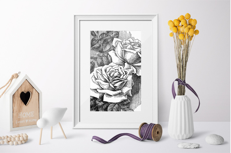 rose-black-and-white-clipart