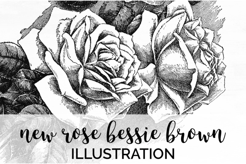 rose-black-and-white-clipart