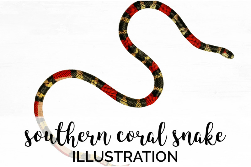 snake-clipart-vintage-coral-snake