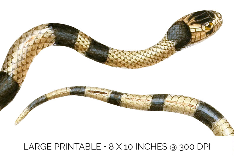 snake-clipart-vintage