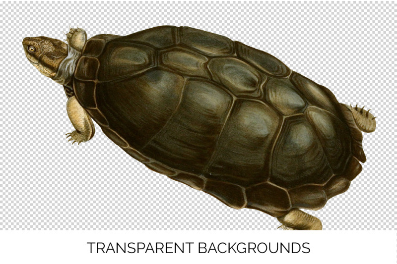 turtle-clipart-vintage