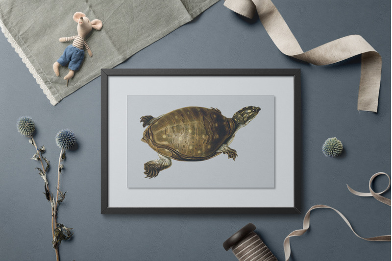 turtle-clipart-vintage