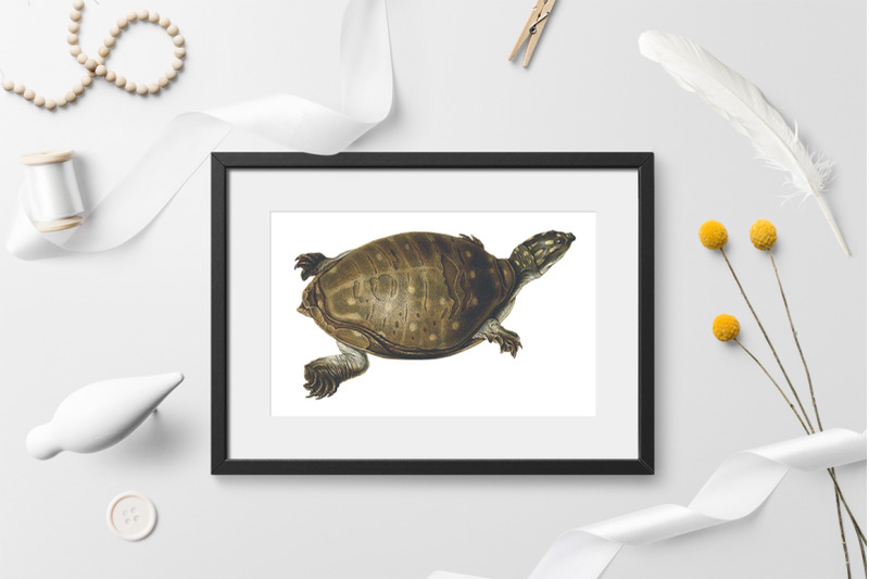 turtle-clipart-vintage