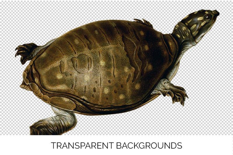 turtle-clipart-vintage