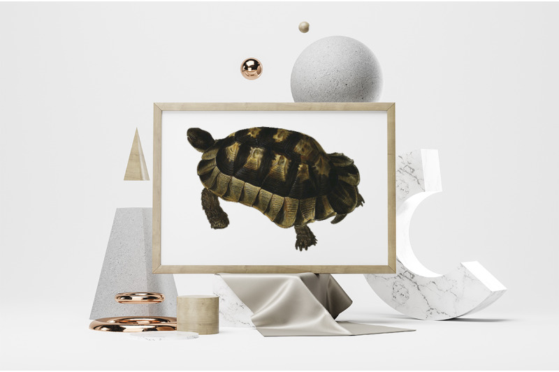 turtle-clipart-vintage-tortoise