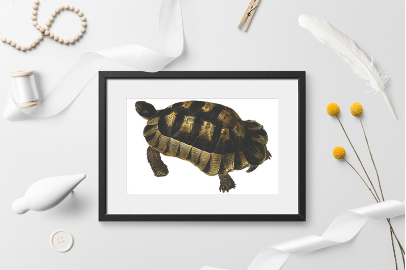 turtle-clipart-vintage-tortoise