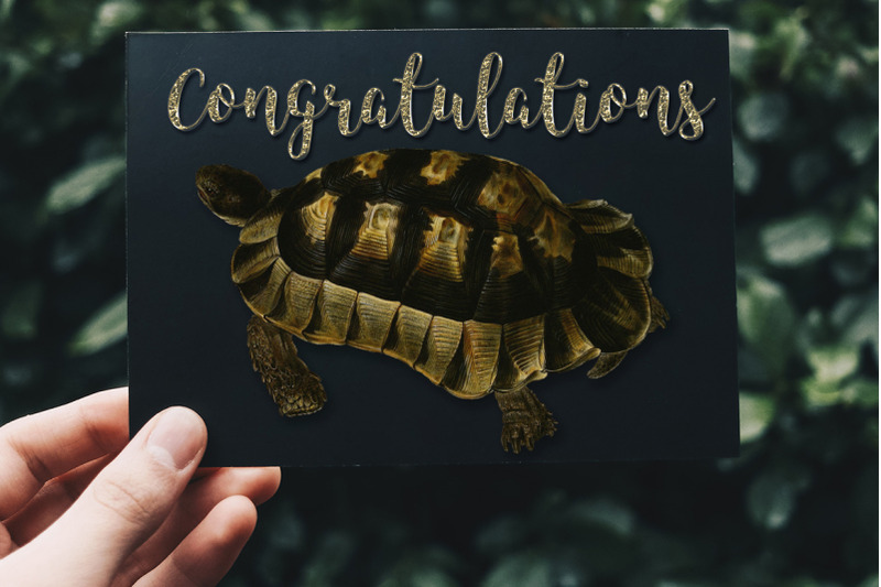 turtle-clipart-vintage-tortoise