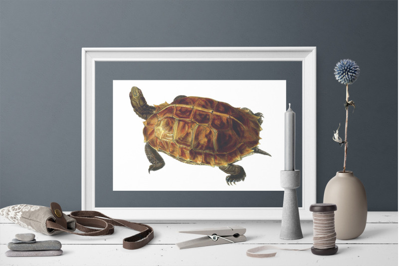 turtle-clipart-vintage