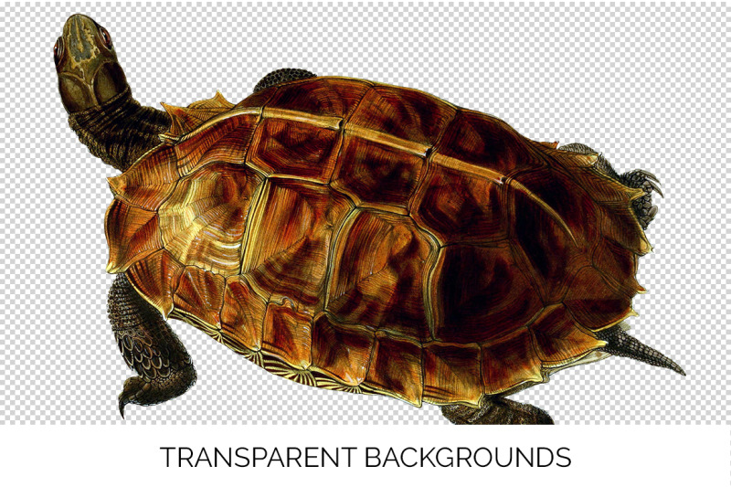 turtle-clipart-vintage