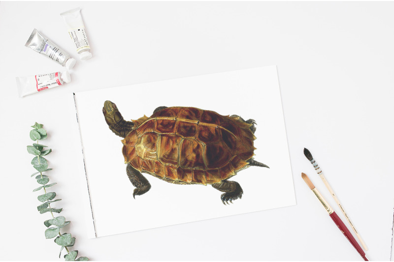 turtle-clipart-vintage