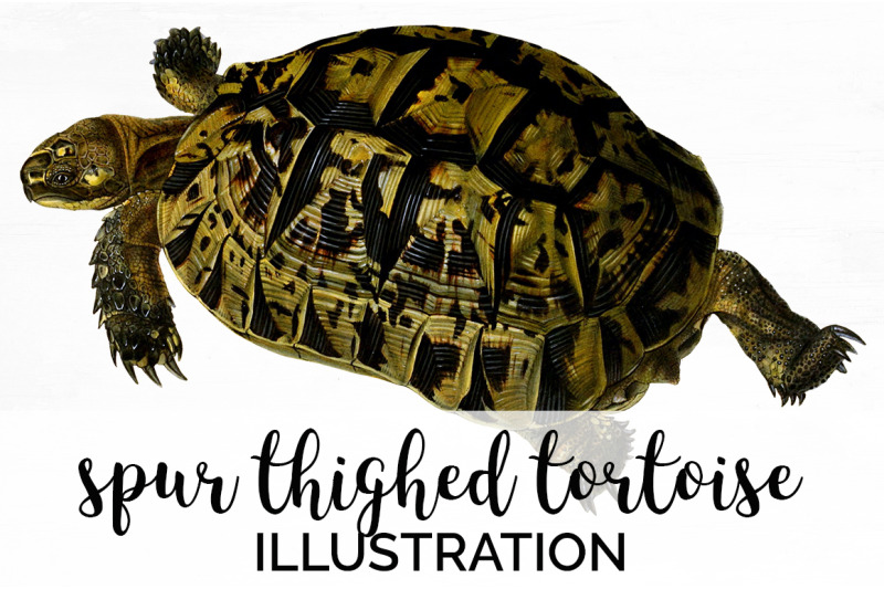 turtle-clipart-vintage-tortoise