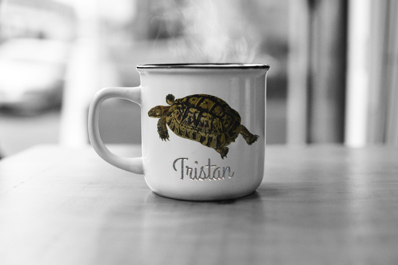 turtle-clipart-vintage-tortoise